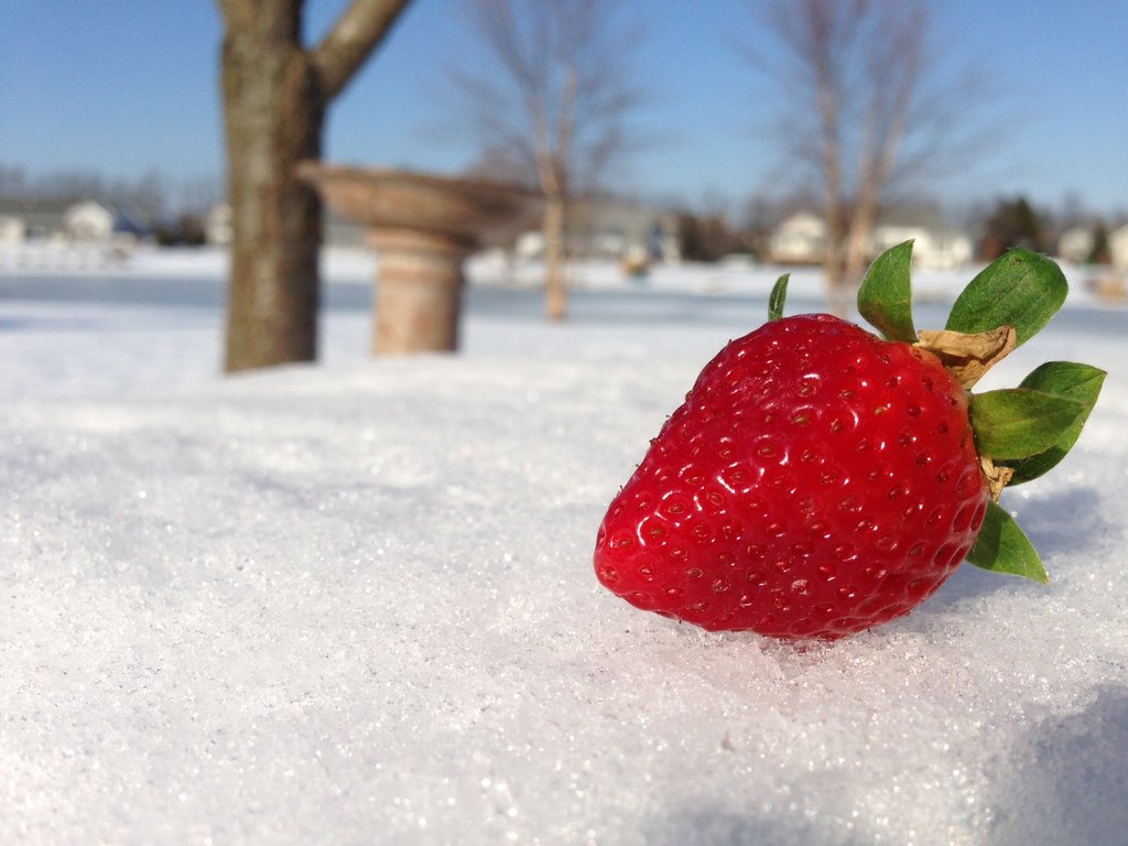 http://IndieMusicPeople.com/Uploads/Snowy Strawberry_-_strawberry_in_the_snow_by_eccssg-d5udbew.jpg