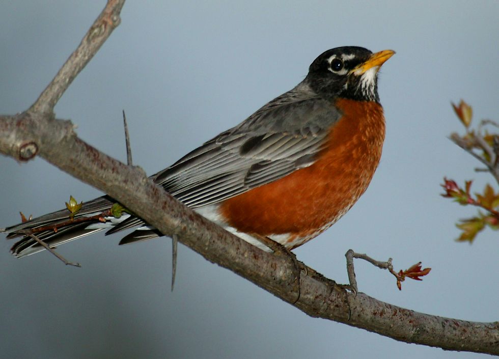 http://indiemusicpeople.com/Uploads/Tosoff_and_April_-_Fledgling_Bird_3-1-08_LARGE_PIX,_red_robin_on_branch.jpg