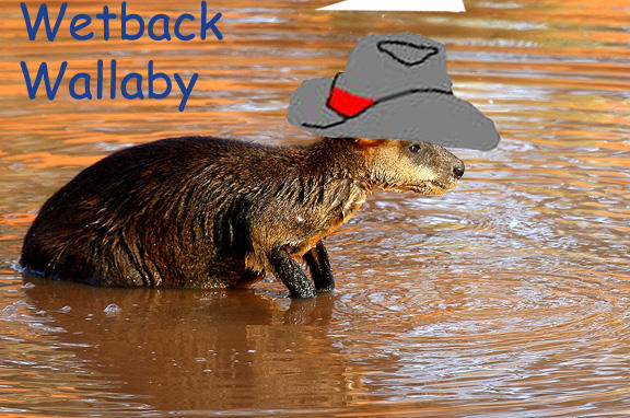 http://indiemusicpeople.com/Uploads/Wetback_Wallaby_-_wetbackwallaby.jpg