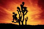 http://indiemusicpeople.com/uploads2/Ison_and_April_-_concert_in_the_trees_2-3-08_joshua_tree_sunset.jpg