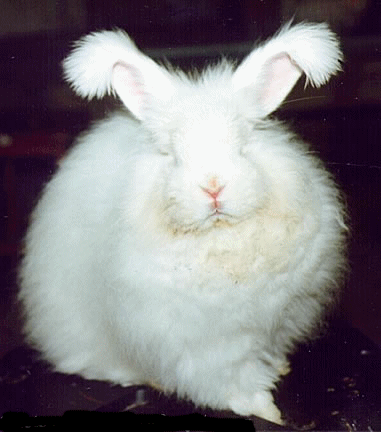 http://indiemusicpeople.com/uploads2/The_Fluffy_Bunny_-_fluffy.gif