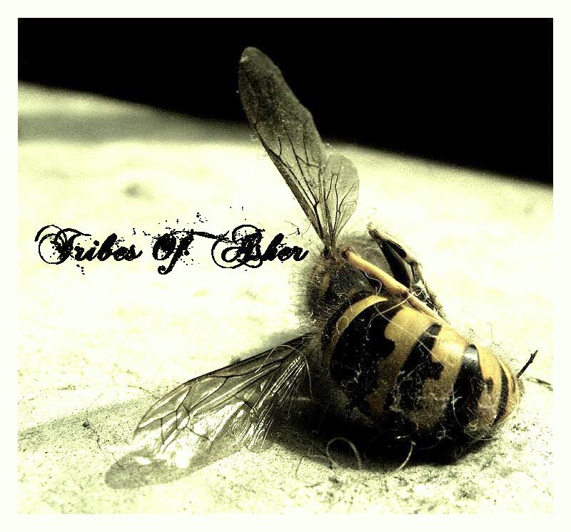 http://indiemusicpeople.com/uploads2/Tribes_of_Asher_-_bees.jpg